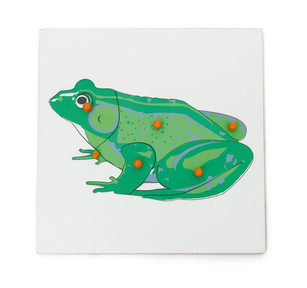 Kinder Holzpuzzle Frosch